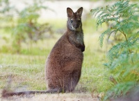 Klokan rudokrky - Macropus rufogriseus - Bennett's wallaby 5484